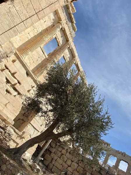 Athena’s Olive Tree in the forecourt of the Erechetheion on the Akropolis
