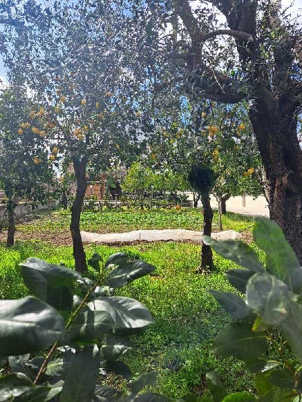 Sorrento Citrus Groves