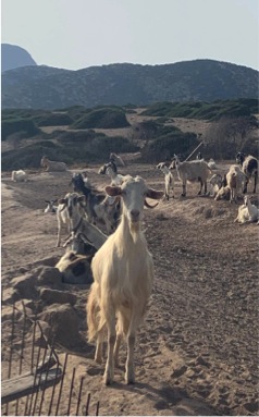 Goats of Despotiko